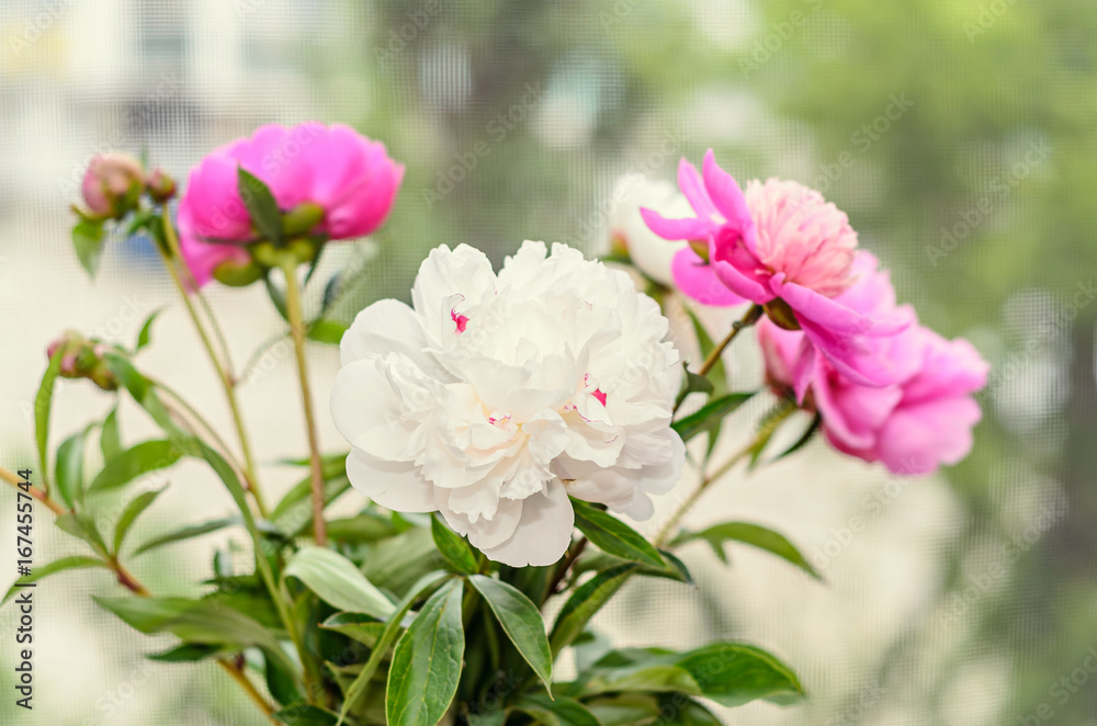 Bouquet of pink and white peony flowers with buds, bokeh blur background, genus Paeonia, family Paeoniaceae Bouquet of pink and white peony flowers with buds, bokeh blur background, genus Paeonia, family Paeoniaceae