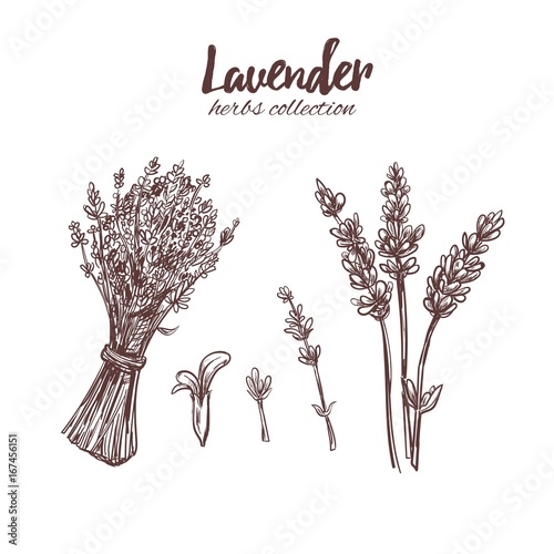 Lavender. Organic beauty and medicine herbs and flowers. Isolated Vector illustration. Medicial herbs for print, decoration, image, design, label, wrapping