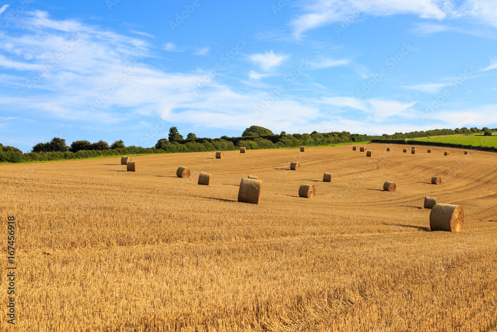 Fototapeta premium Hay Bales