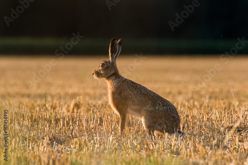 European Brown Hare  Lepus Europaeus  on farmland