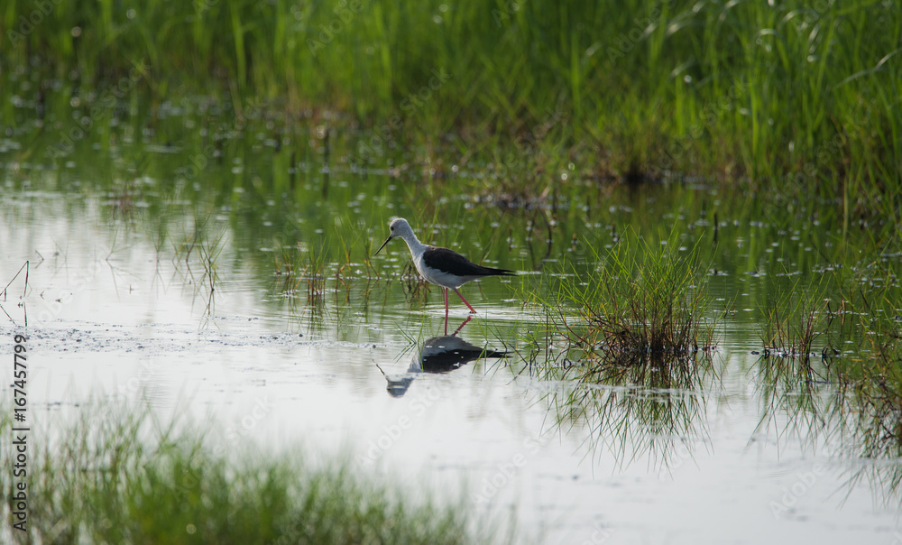stilt bird in search for food
