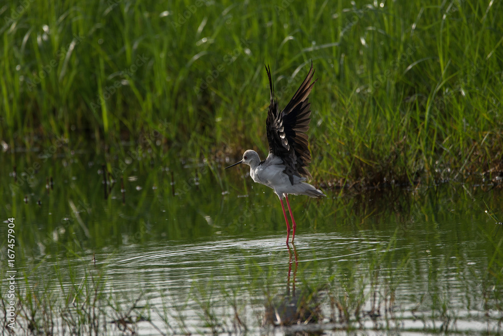 Fototapeta premium Black winged stilt about to take off