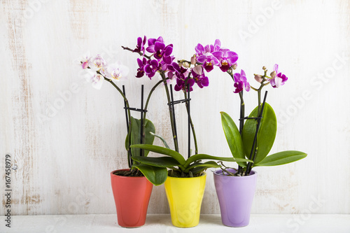 Fototapeta Naklejka Na Ścianę i Meble -  Orchid (Phalaenopsis )
