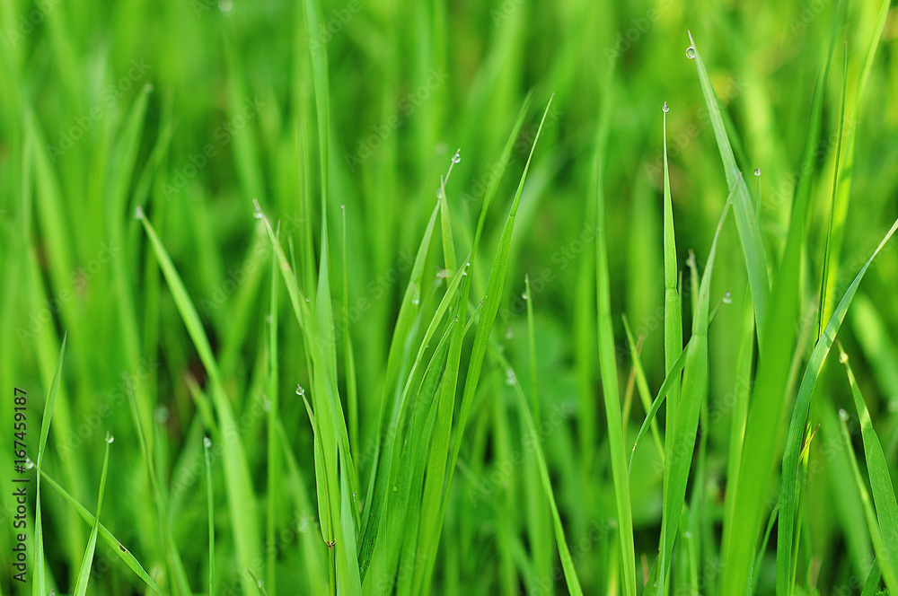 Fresh green grass with dew drops closeup. Fresh green grass with dew drops closeup.