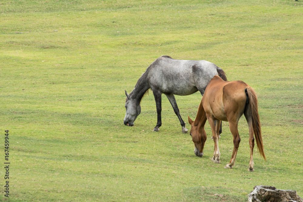 Fototapeta premium Horse in farm