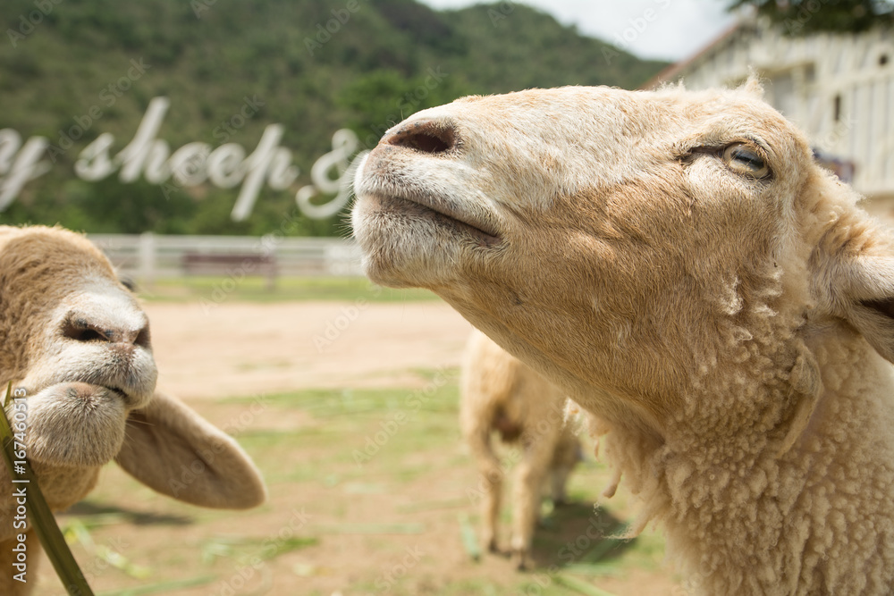 Fototapeta premium Sheep eating grass