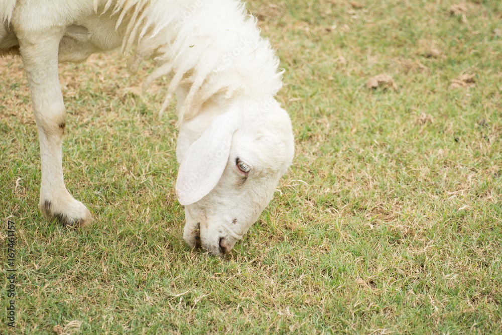 Naklejka premium Sheep eating grass
