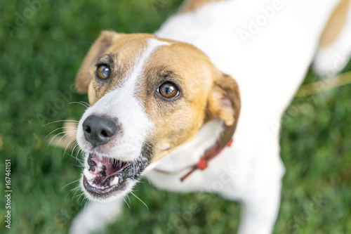 Fototapeta Naklejka Na Ścianę i Meble -  Close-up barking dog Jack Russell Terrier outdoor