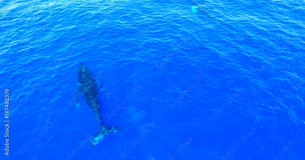 Humpback Whales Swimming in Deep Blue Ocean Waters - Aerial View