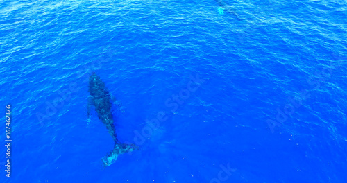 Humpback Whales Swimming in Deep Blue Ocean Waters - Aerial View © inboundhorizons