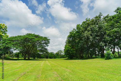 Green trees in beautiful park with blue sky