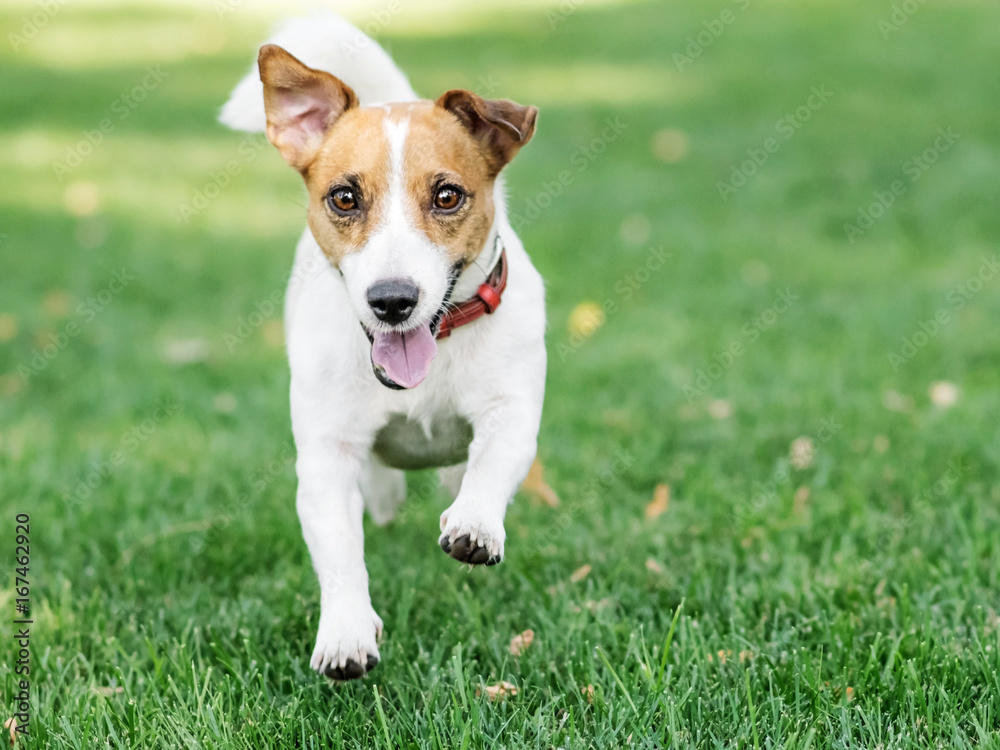 A cute happy little dog Jack Russell Running fast on green lawn at sunny day. Copy-space left