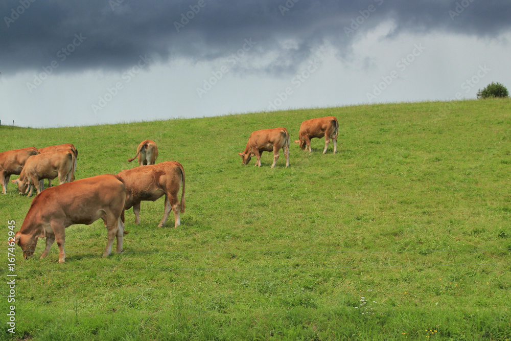 Vaches Limousines au prés. Vaches Limousines au prés.