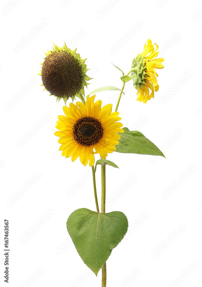 Obraz premium Sunflowers isolated on white background