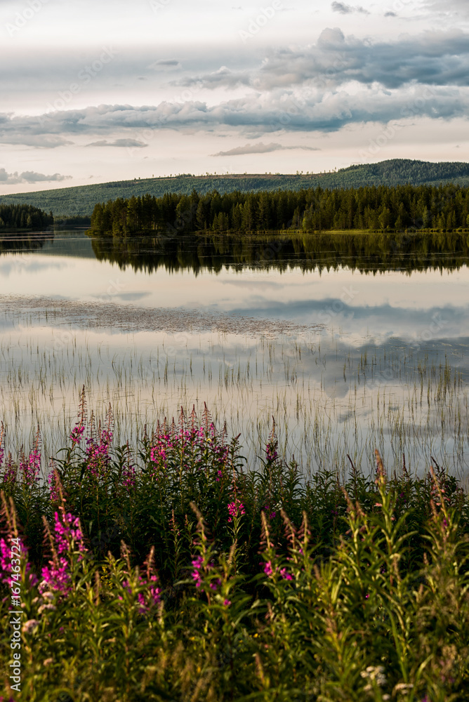 Wildflowers by lake