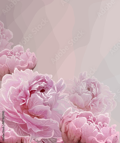 Pink background with Pink peony blossoming flowers