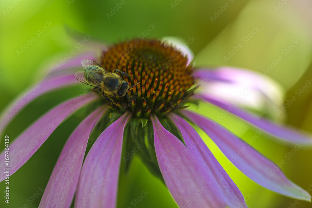 beautiful bee on a echinacea flower/bee working beautiful bee on a echinacea flower/bee working