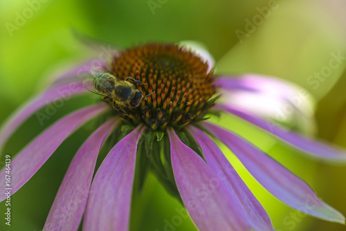 beautiful bee on a echinacea flower/bee working 