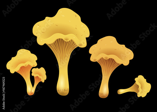 Mushroom chanterelles isolated oisolated on black background. Vector Illustration.