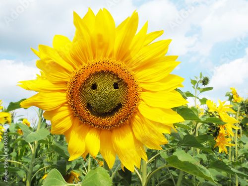 Fototapeta Naklejka Na Ścianę i Meble -  Sonnenblume - Smile