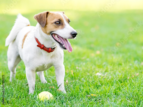 A cute happy dog Jack Russell Terrier playing with a small Tennis ball on green lawn outdoor at summer day. Copy-space left