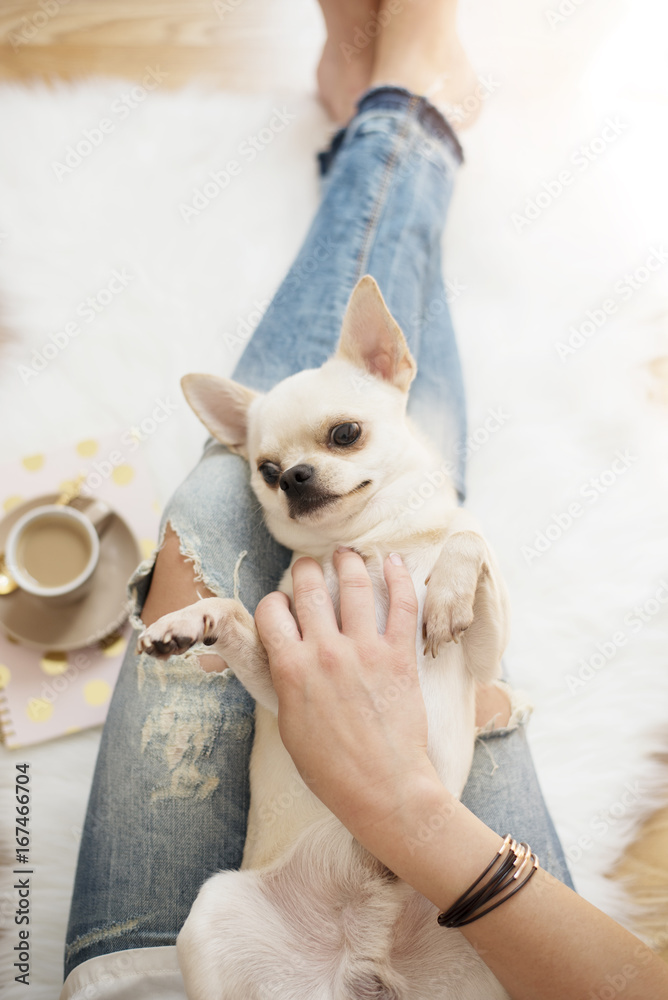 A young woman wearing distressed jeans sitting on wood floor on a white fur carpet at home and caressing a cute Chihuahua dog. Gold bright feminine theme A young woman wearing distressed jeans sitting on wood floor on a white fur carpet at home and caressing a cute Chihuahua dog. Gold bright feminine theme