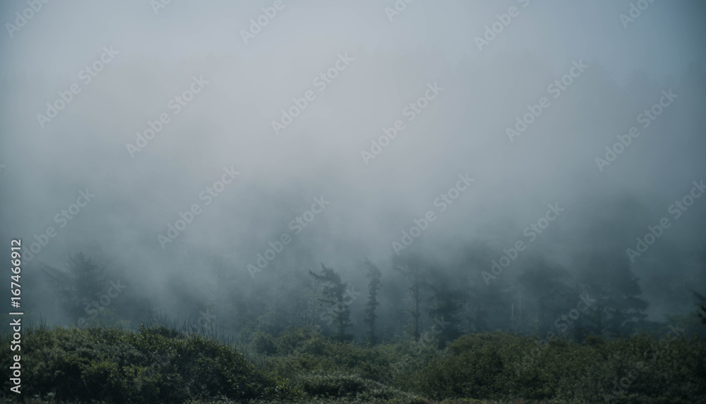Strong fog in a forest with green grass, trees, clouds during a cold day.