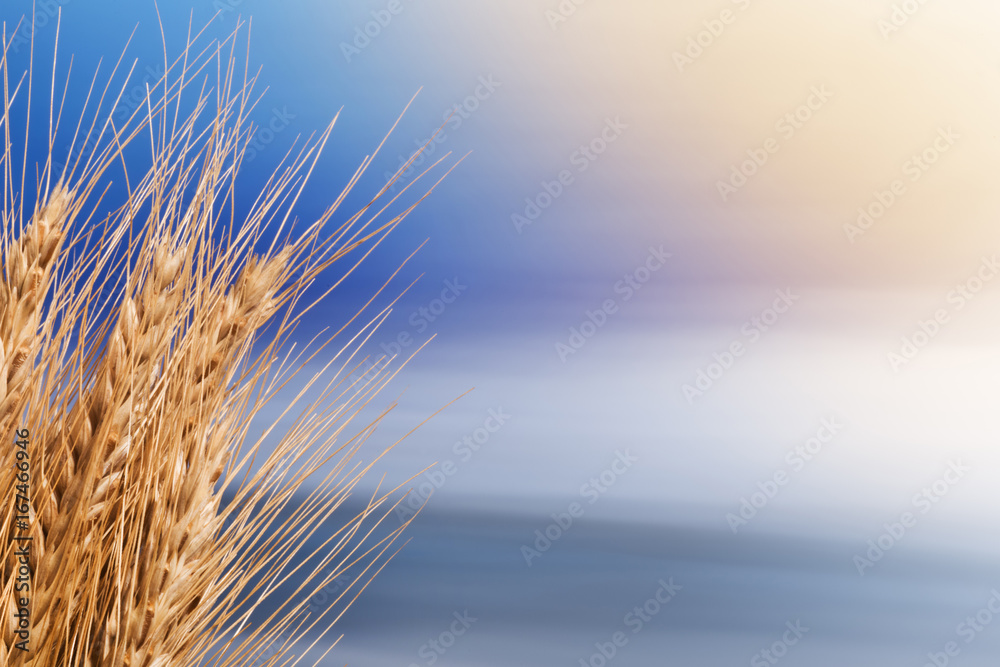 Sheaf Of Barley On The Blue Sky Sheaf Of Barley On The Blue Sky