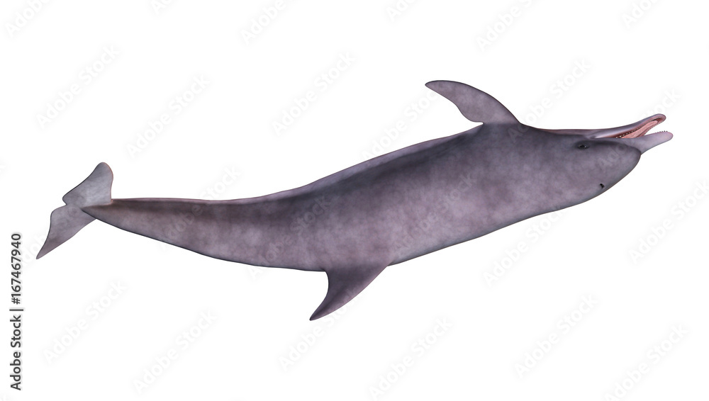 Obraz premium 3D Rendering Dolphin on White