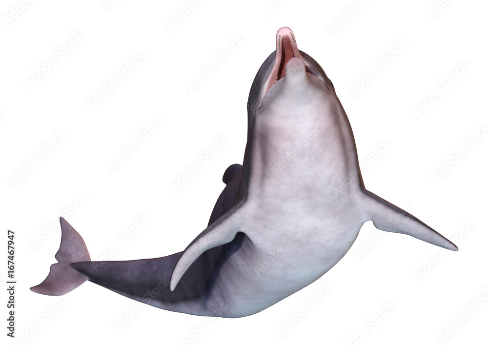 Naklejka premium 3D Rendering Dolphin on White