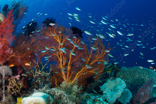 Reef scene