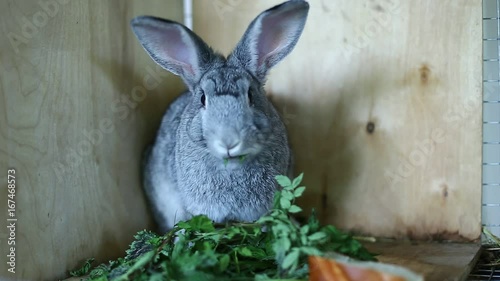 Rabbit breed gray chinchilla in a cage 