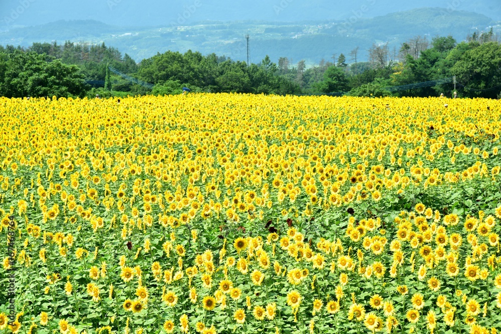 山梨県　北杜　明野ひまわり