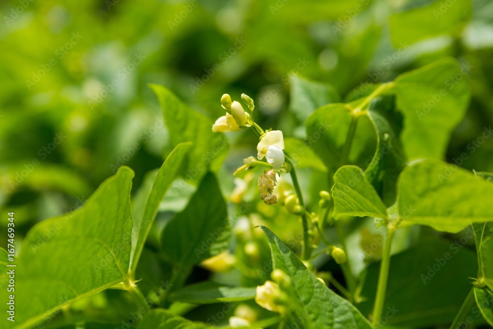 Bean growing in garden
