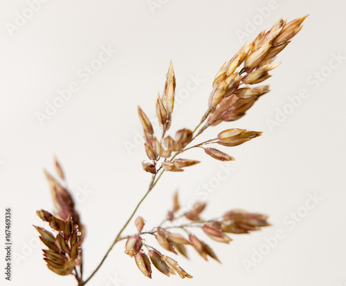 golden grass leaf close up detail water dew droplets white background
