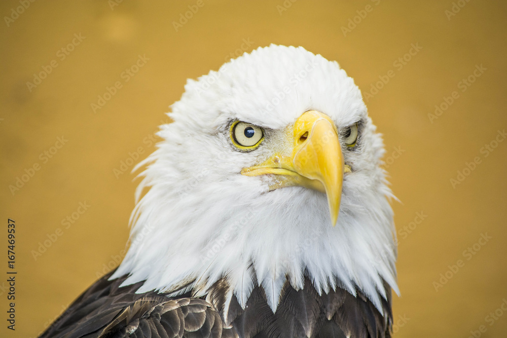 Fototapeta premium Bald Eagle, close-up shot.
