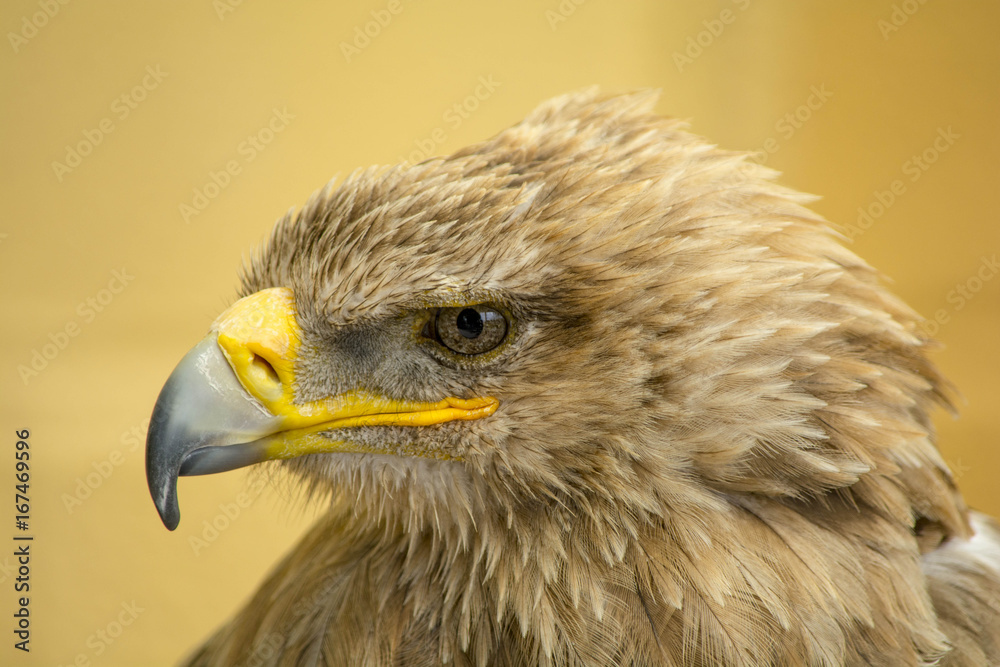 Close-up shot of a Golden eagle's head, looking left. Close-up shot of a Golden eagle's head, looking left.