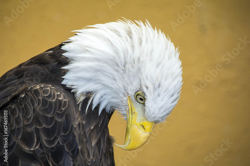 Close up shot of a Bald Eagle, looking down.