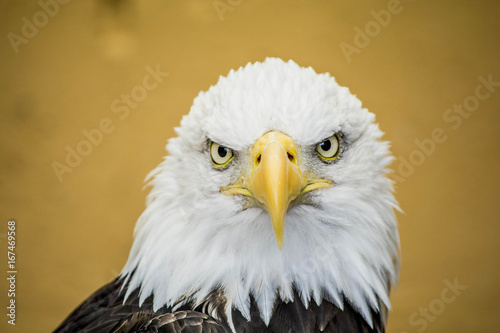 Close-up shot of a Bald Eagle's head, looking at the camera.