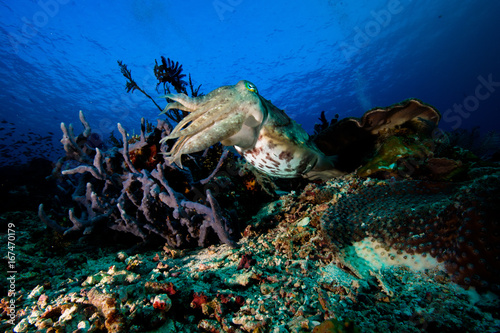 Fototapeta Naklejka Na Ścianę i Meble -  squid