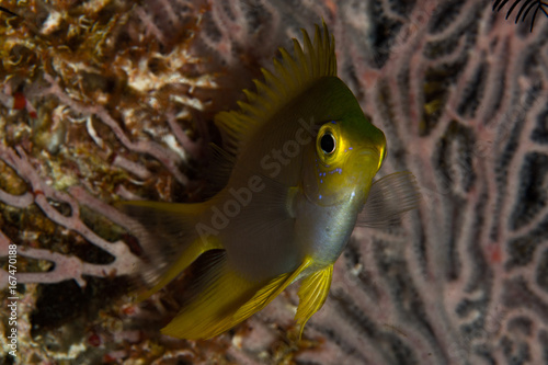 reef fish