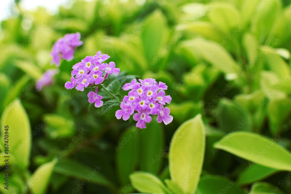 pink purple small flower and green leaves pink purple small flower and green leaves