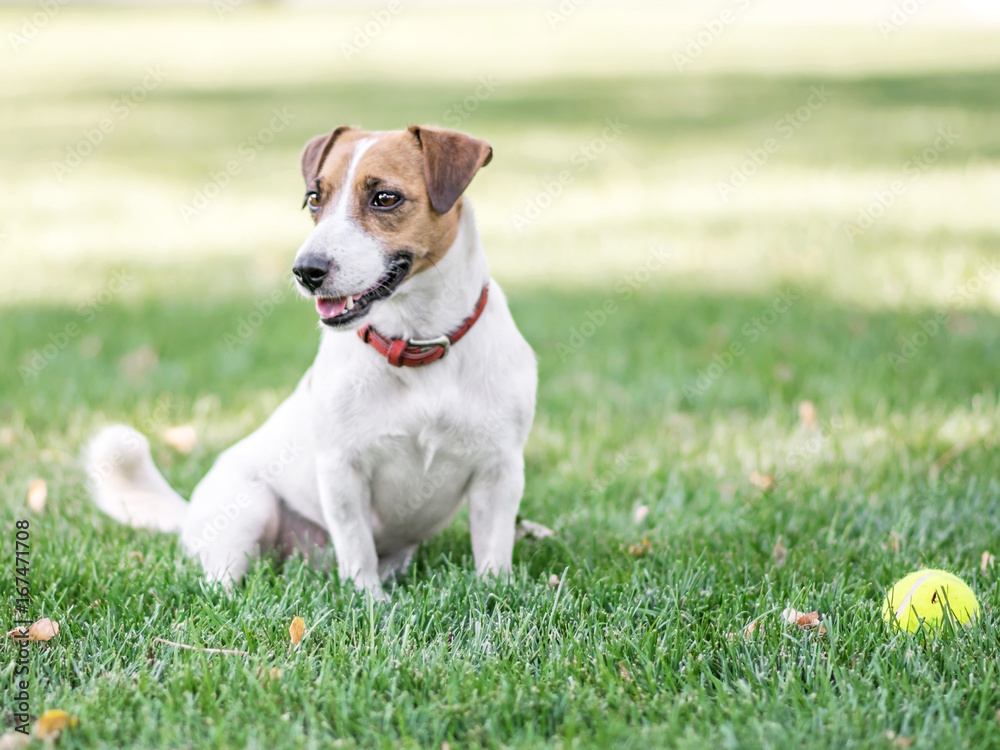A cute dog Jack Russell Terrier resting after having fun with a small Tennis ball on green lawn outdoor at summer day. Copy-space left A cute dog Jack Russell Terrier resting after having fun with a small Tennis ball on green lawn outdoor at summer day. Copy-space left