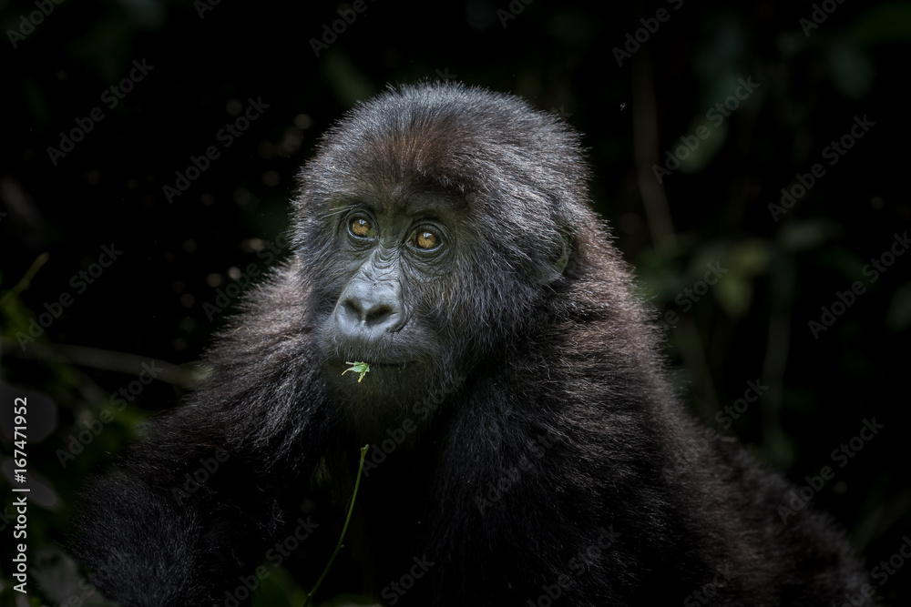 Young and curious Gorilla. Eastern Lowland Gorilla Young and curious Gorilla. Eastern Lowland Gorilla