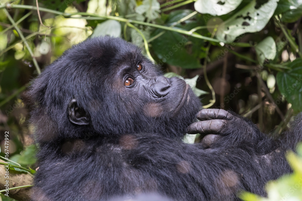 Obraz premium Female Eastern Lowland Gorilla