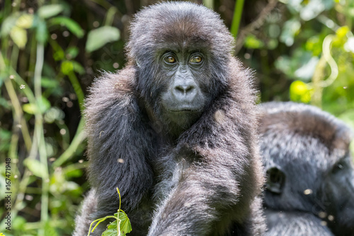 Young and curious gorilla. Eastern Lowland Gorilla © Lindsey