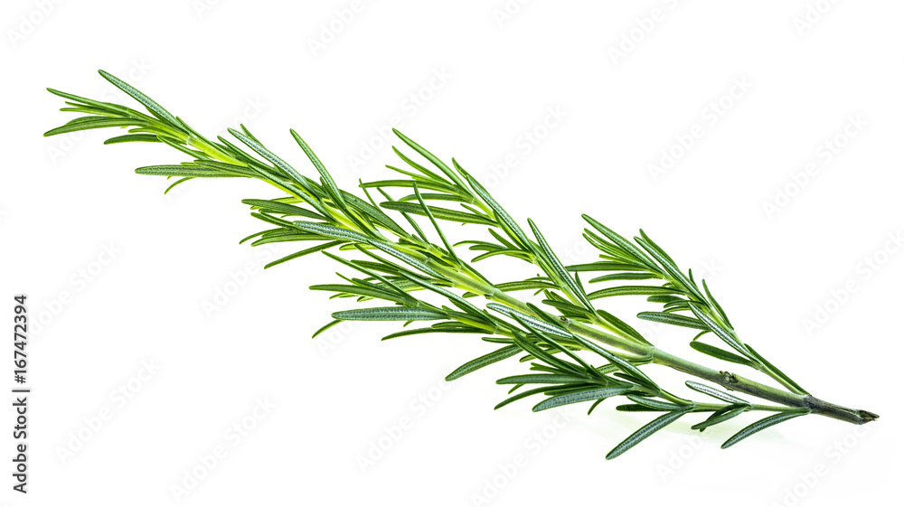 Fototapeta premium A twig rosemary, culinary herbs
