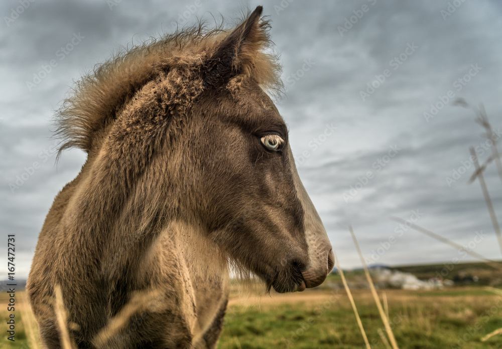 Fototapeta premium junges Island-Pferde bei Deildartunguhver