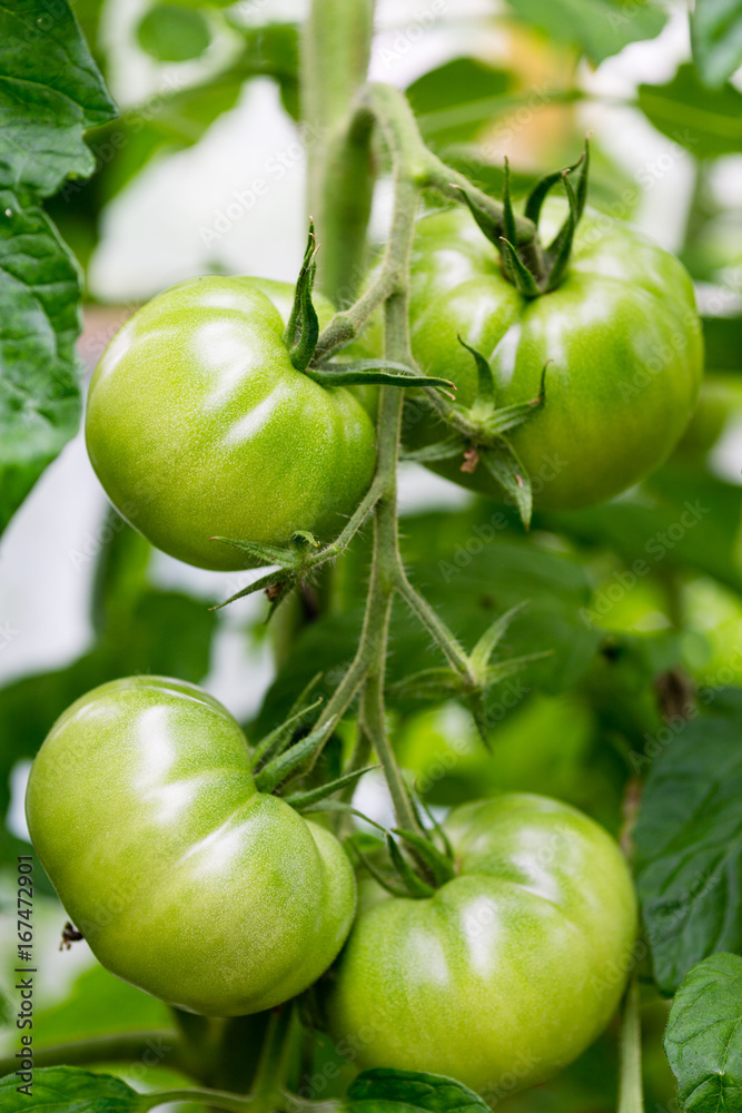 Ripe natural tomatoes growing on a branch in a greenhouse. Shot using shallow depth of field Ripe natural tomatoes growing on a branch in a greenhouse. Shot using shallow depth of field