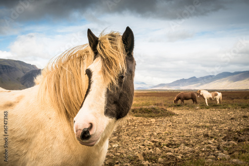 Portrait eines Island-Pferdes